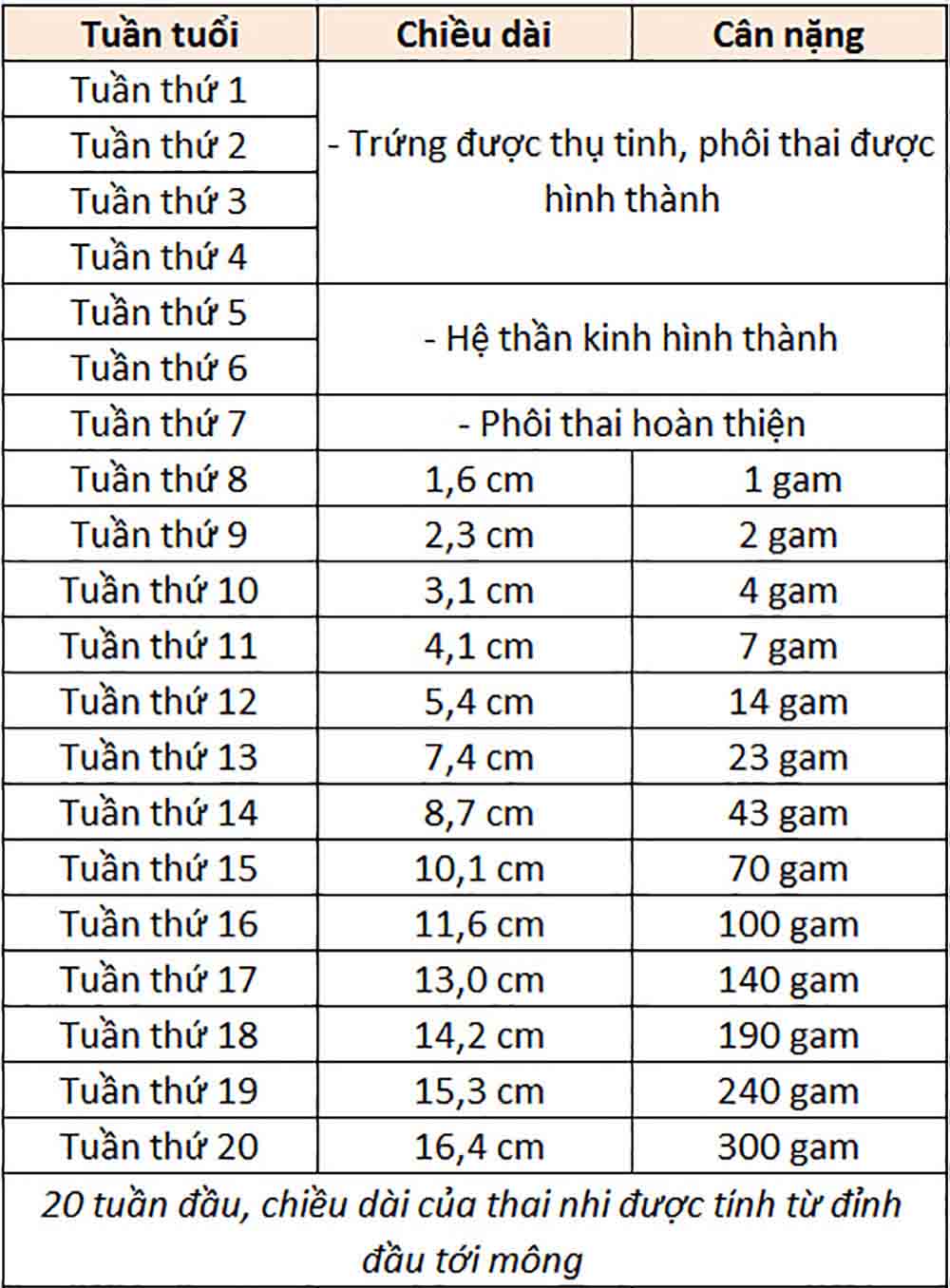 bảng cân nặng thai nhi 1 tuần đến 20 tuần tuổi