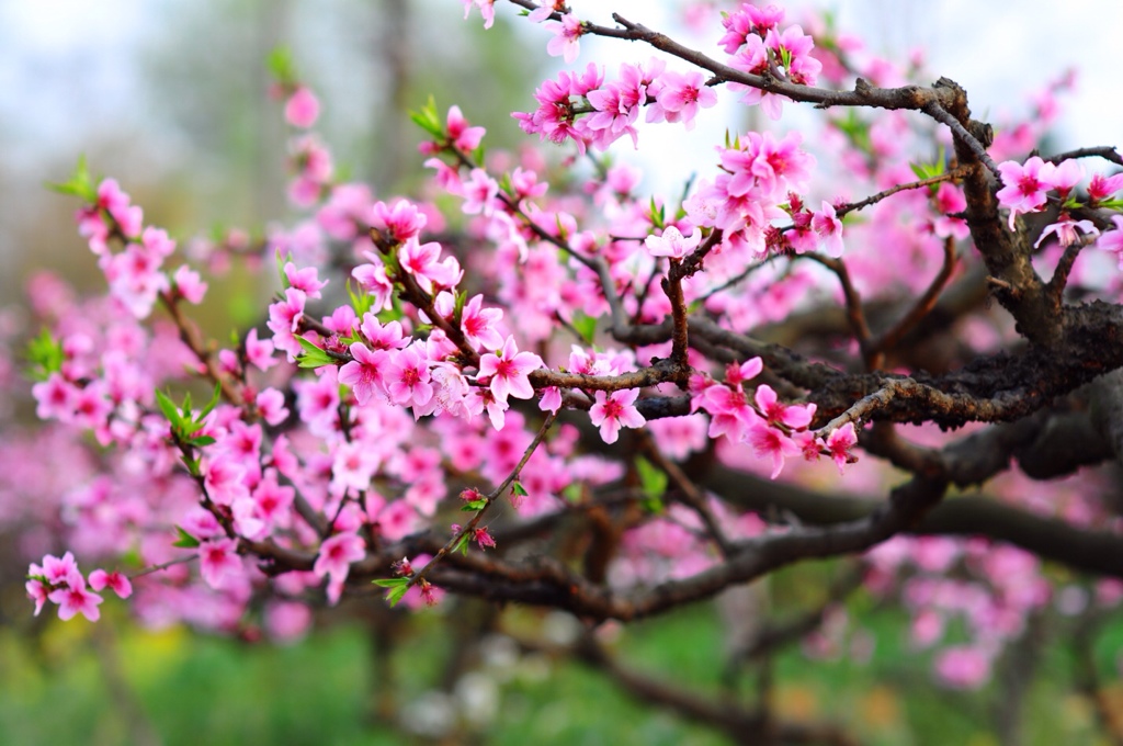 Hoa Đào còn đại diện cho một tình yêu đẹp, tình bạn thân thiết.