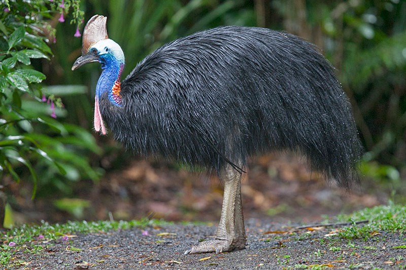 Loại đà điểu này có nhiều ở các khu rừng nhiệt đới rậm rập ở Úc và New Guinea. 