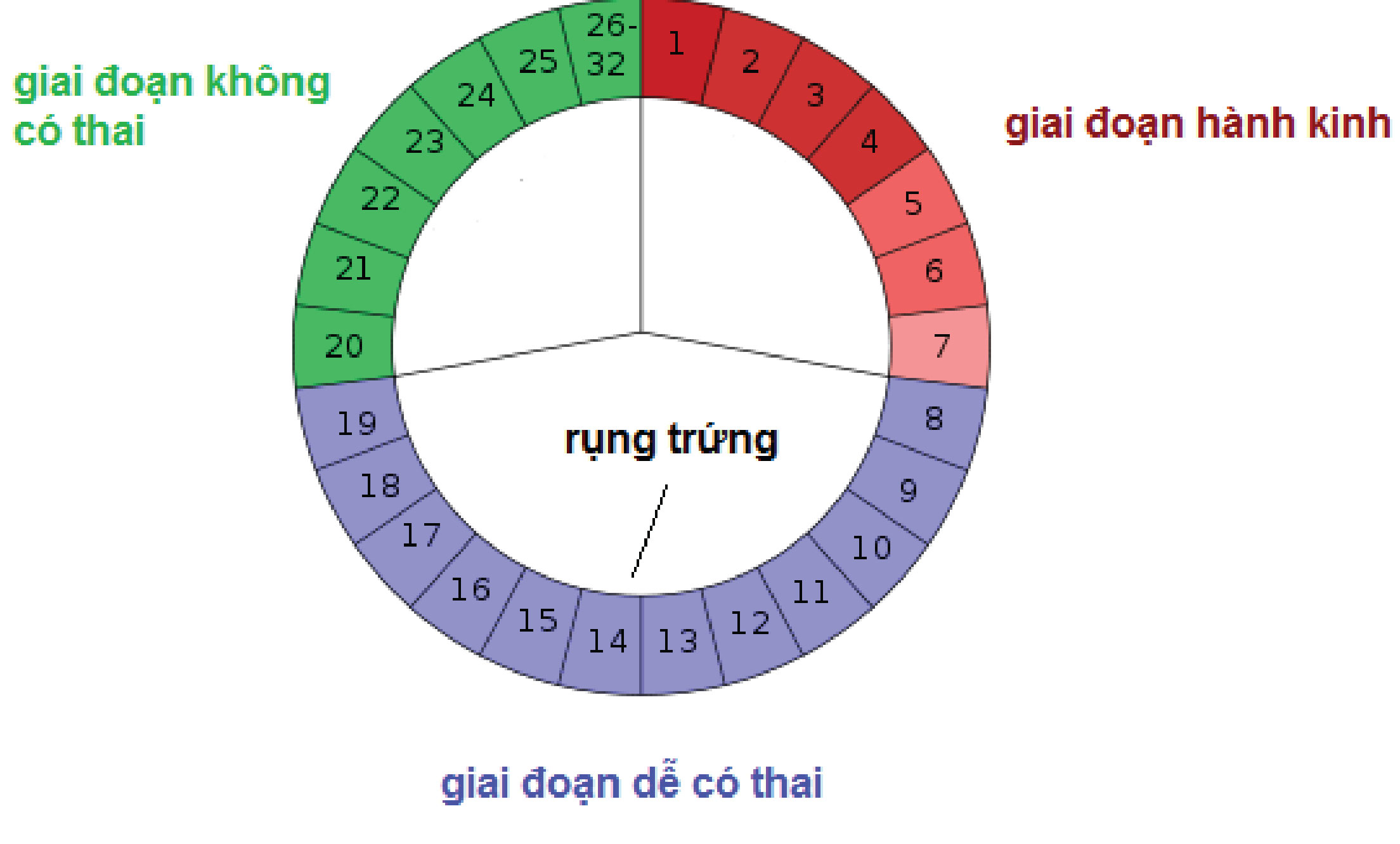 Theo chu kỳ kinh nguyệt của người phụ nữ, trứng chỉ có thể rụng một lần duy nhất và tồn tại trong cơ thể 24 tiếng.