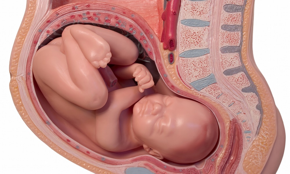 Hình ảnh về thai nhi ngôi đầu