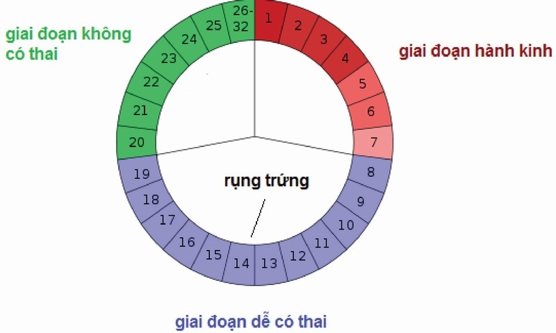 Bạn có thể tính ngày rụng trứng để xác nhận được ngày rụng trứng của mình. 